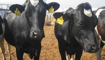 Análisis de las enfermedades reproductivas bovinas en el sur bonaerense