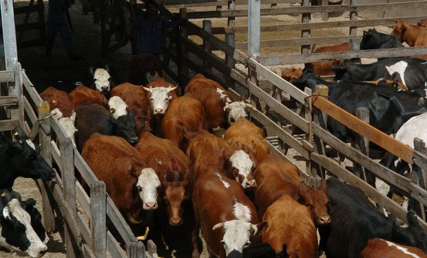 Mercado de Liniers: lotes destinados al consumo local cayeron hasta $ 5 el kilo vivo