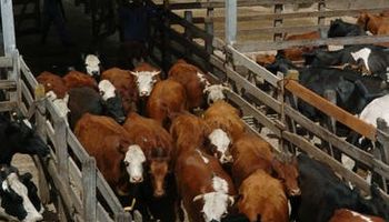 Liniers: el cierre de semana dejó quebrantos en lotes para consumo liviano