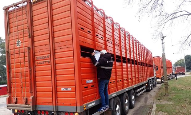 Hay cambios en los controles de brucelosis bovina para el movimiento de hacienda: cómo funciona el nuevo sistema