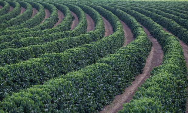 Estado de Rondônia é o segundo maior produtor de café conilon do país
