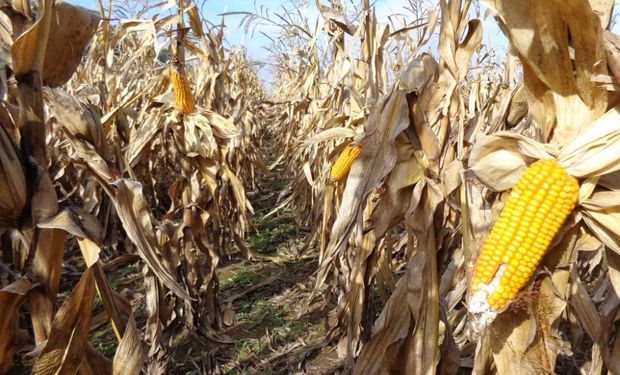 El Mapa de Rentabilidad Agrícola de la Bolsa de Cereales de Buenos Aires muestra la probabilidad de cubrir costos (en %).