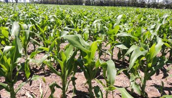 Crecerían un 10 % las hectáreas de maíz en zona núcleo: dónde se sembrará más y dónde menos