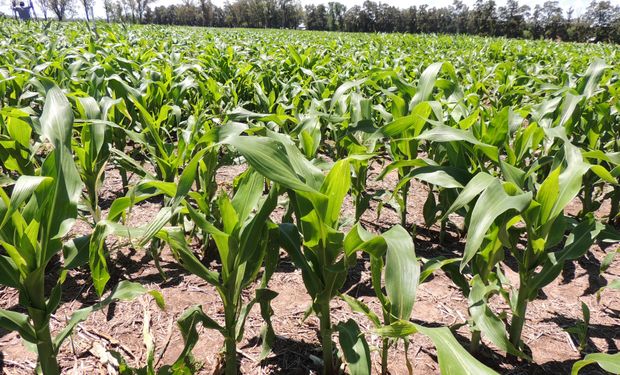 Daños en el maíz: recomendaciones para detectar a los insectos masticadores de hojas 