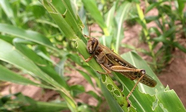 Emiten un nuevo alerta por la llegada de langostas a Entre Ríos y Brasil