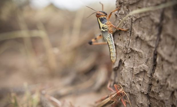 Video: una manga de langostas devora un campo de maíz y mandioca en Formosa