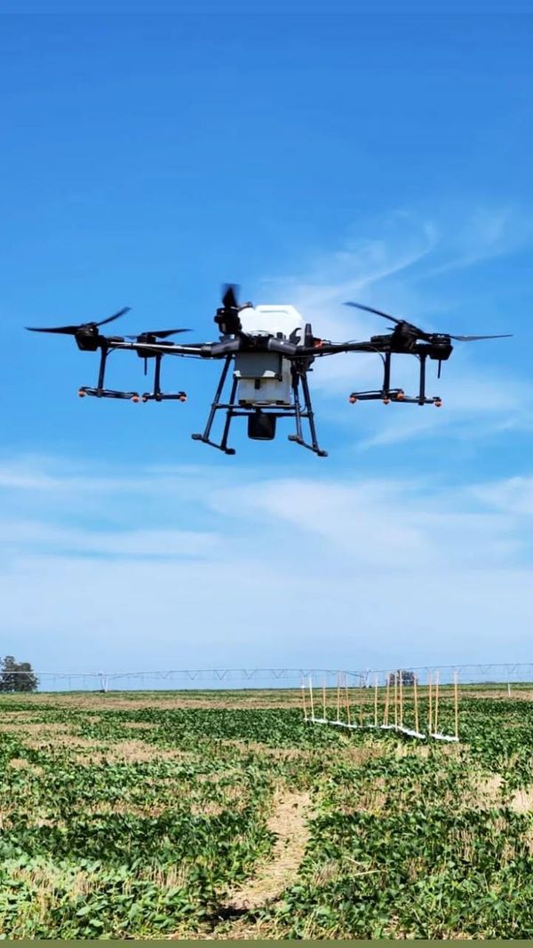 syngenta trazador 2025
