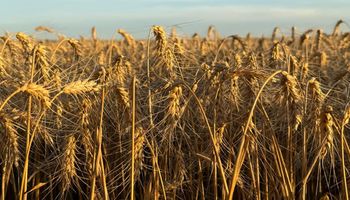 Arrancó con todo, pero una amenaza preocupa al trigo argentino: ¿Qué pasará con el precio?