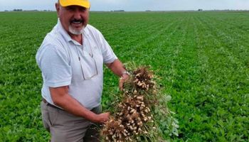 En Argentina: el cultivo que lidera un ranking mundial y aportó más de US$ 1.100 millones al país
