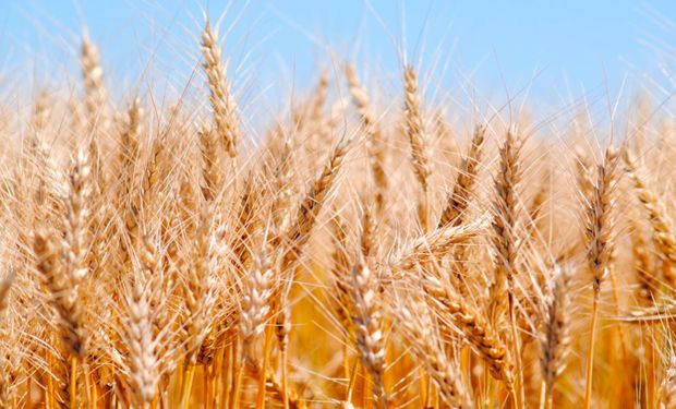 Trigo y maíz: frente a la incertidumbre sobre los derechos de exportación, por qué vender podría ser una mala decisión