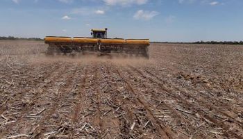 La siembra de trigo pierde 100.000 hectáreas por la falta de agua 