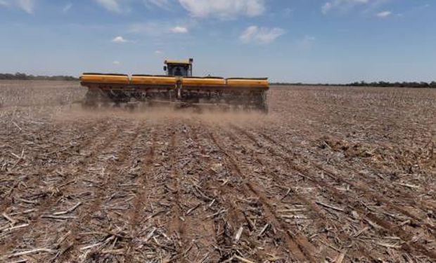 La siembra de trigo pierde 100.000 hectáreas por la falta de agua
