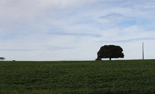 Grobocopatel ve problemas en el agro