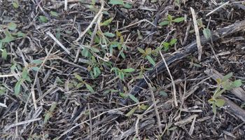 Alerta por la aparición temprana de una peligrosa maleza que impacta en la agricultura