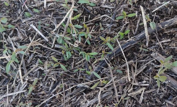 Alerta por la aparición temprana de una peligrosa maleza que impacta en la agricultura