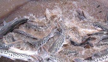 Se concretó la primera exportación de carne de dorado y surubí desde Misiones