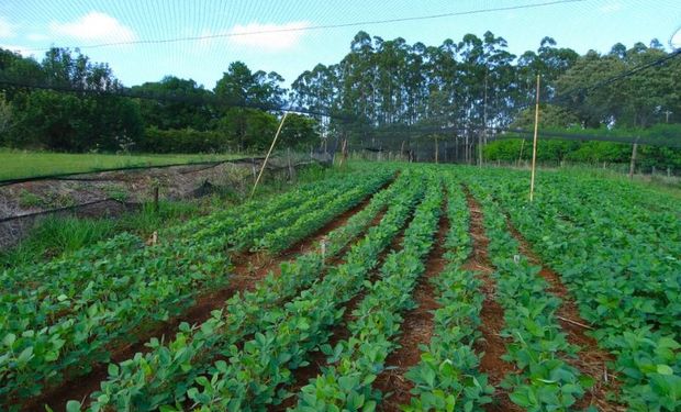 Se presentó una nueva variedad de soja no transgénica resistente a la roya asiática