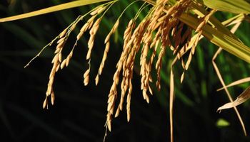 Preços do arroz registram pequenas oscilações e se apoiam na demanda para suporte
