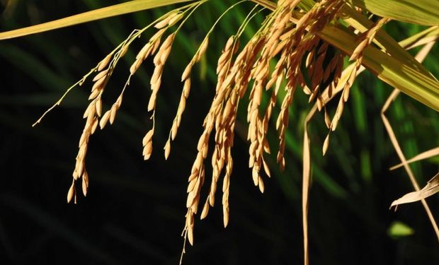 Preços do arroz registram pequenas oscilações e se apoiam na demanda para suporte