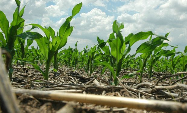 Los estudiantes que lo completen podrán solicitar el ingreso al programa de la Maestría en Ciencias Agropecuarias, mención Tecnología de Semillas, de la UNC.