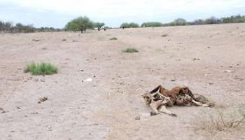 Santiago del Estero decretó la emergencia agropecuaria