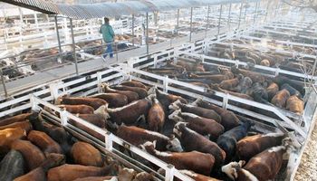 Liniers: la demanda exportadora se mantuvo firme y los novillos tuvieron buenos registros