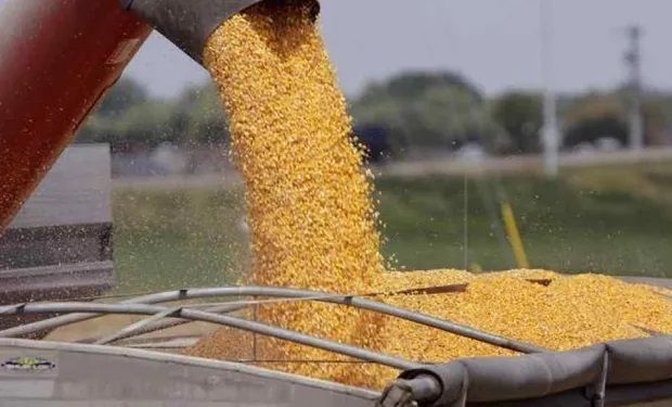 Cuánto se pagó por la soja y el maíz en Rosario y qué pasó en Chicago