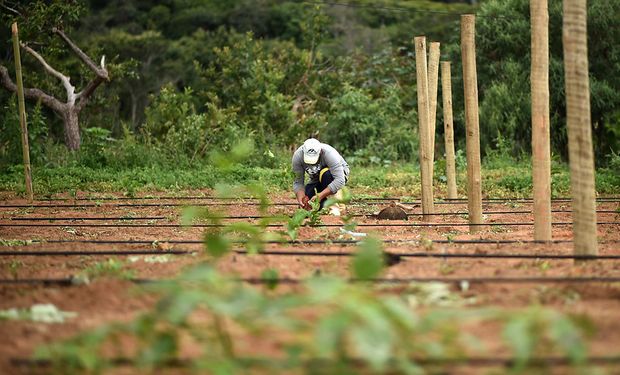 Auxílio atende aos agricultores familiares da região Nordeste do Brasil e Norte de Minas Gerais. (Foto-Agência Brasília)