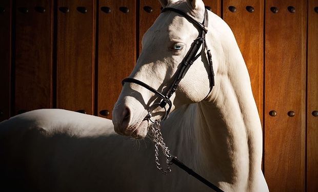 La raza de los caballos "más bellos" está en peligro de extinción: quedan 7000 ejemplares en el mundo y solo cinco en Argentina