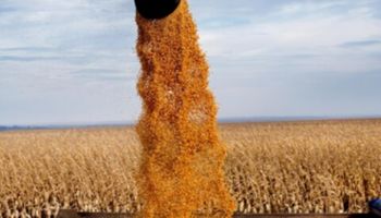 En medio de la sequía, aparecen algunos nubarrones bajistas para la soja y el maíz: los precios de Rosario