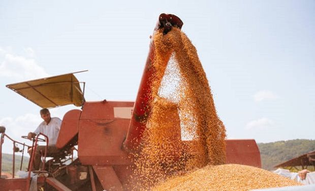 Con $170.000 por tonelada, la soja mejoró la oferta de compra: qué pasó con el trigo y el maíz en Rosario