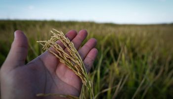 Devastação no RS trava negociações do arroz no mercado interno