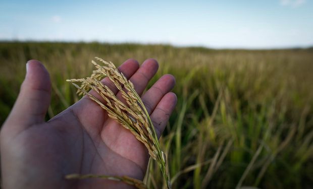 Devastação no RS trava negociações do arroz no mercado interno