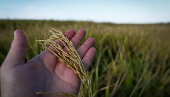 Ritmo de negócios do arroz segue lento enquanto agentes aguardam leilão da Conab