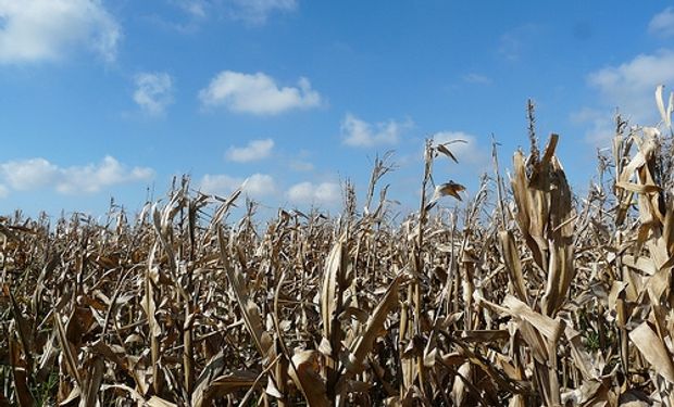 La Provincia busca homologar la emergencia agropecuaria ante Nación