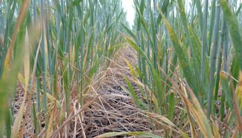 Sin lluvias importantes en el horizonte, el trigo ya perdió 1,5 millones de toneladas