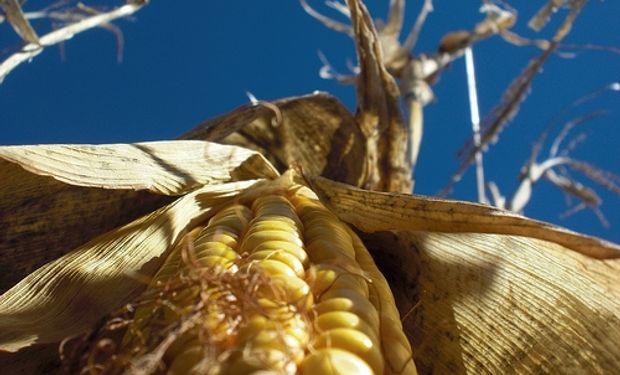 Márgenes ajustados para los productores de maíz en Brasil