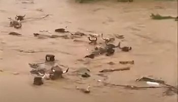 Fuertes lluvias causan daños, muertes y hasta arrastran animales en el sur de Brasil