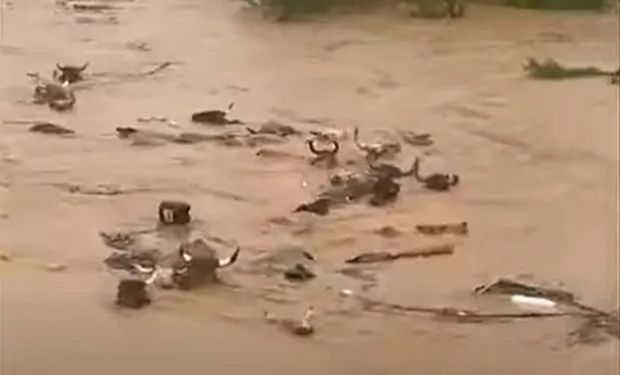 Fuertes lluvias causan daños, muertes y hasta arrastran animales en el sur de Brasil