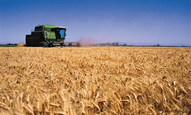Cae relación insumo y producto para el trigo