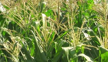 Goldman eleva previsión de precios para maíz en EEUU