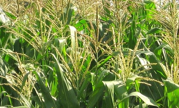 Noticias agrícolas del día