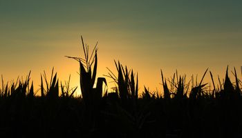 Chicago se divide entre el clima en Estados Unidos y los datos de un informe clave