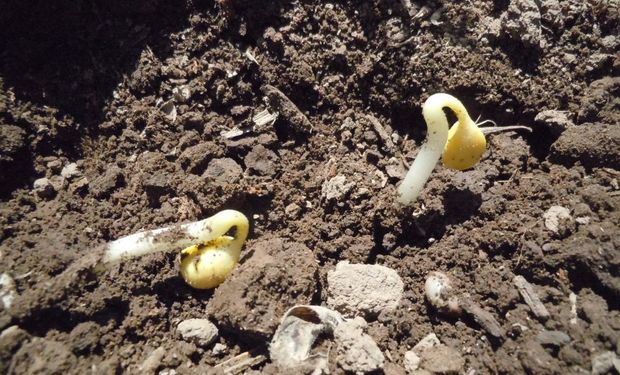 La actividad agropecuaria y los impuestos: sementeras.