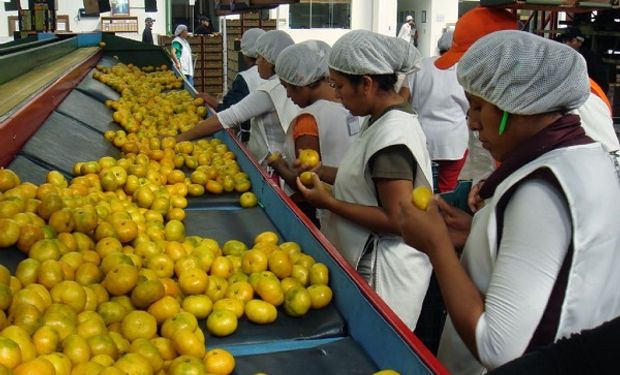 En 2008 se exportaron  1.500.000 toneladas de fruta.