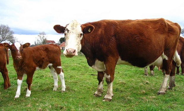 El gas metano de las vacas puede alimentar un motor