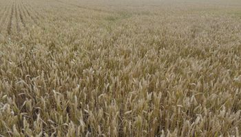 La cosecha de trigo entró en la recta final con un rinde promedio de 28,3 qq/ha