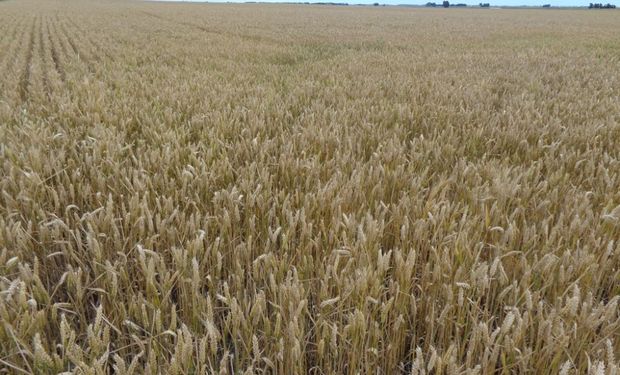 El avance de la cosecha de trigo superó el 87%.
