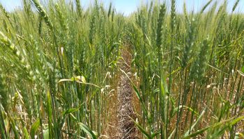Al mal clima se suman las enfermedades y hay un nuevo recorte en la cosecha de trigo