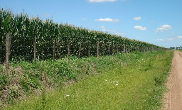 Maíz: ya se sembró un 77%, lluvias mejoraron la situacion